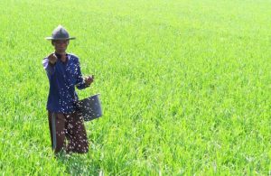 Petani.jpeg