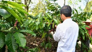Panen Kopi di Lampung Barat, Presiden Jokowi Dorong Peningkatan Produktivitas