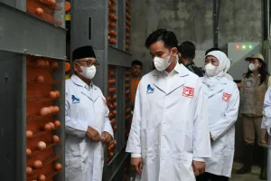 Tinjau-Peternakan-Ayam-Petelur-Wapres-Dorong-Inovasi-Dan-Digitalisasi-Sentra.webp